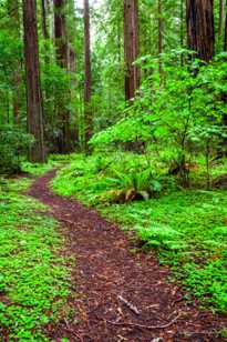 Avenue of the Giants-7089.jpg